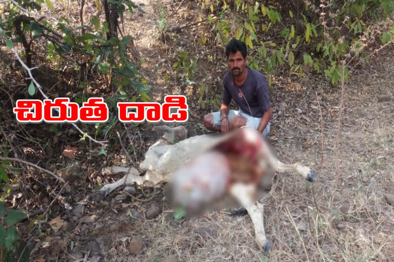 chirutha attack on legadhuda at maddimalla thanda in rajanna sircilla district