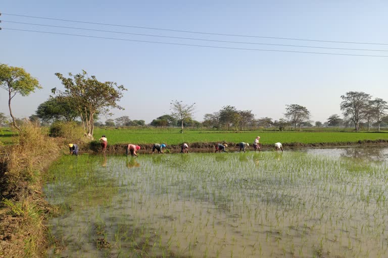 farmers-showed-interest-in-paddy-crop-during-rabi-season