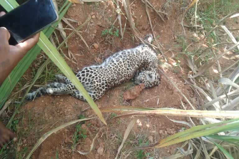 cheetah died at mandya