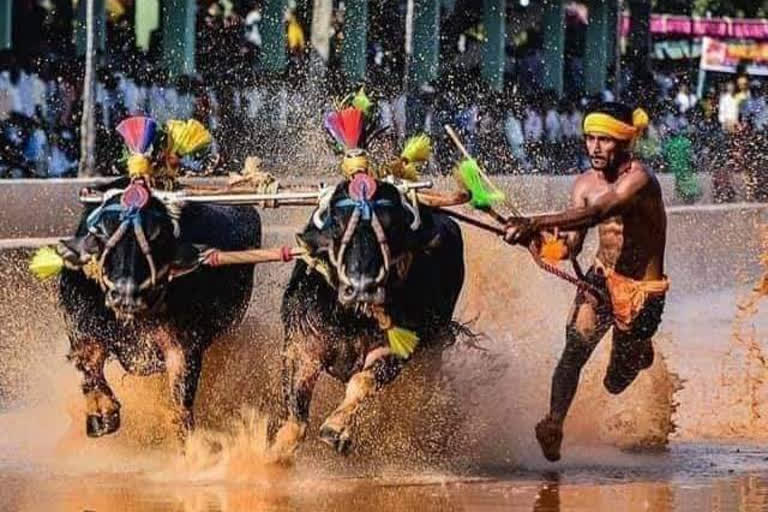 Another Kambala runner breaks Srinivas Gowdas record