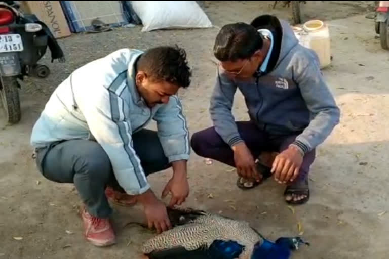 dog attacked on national bird peacock