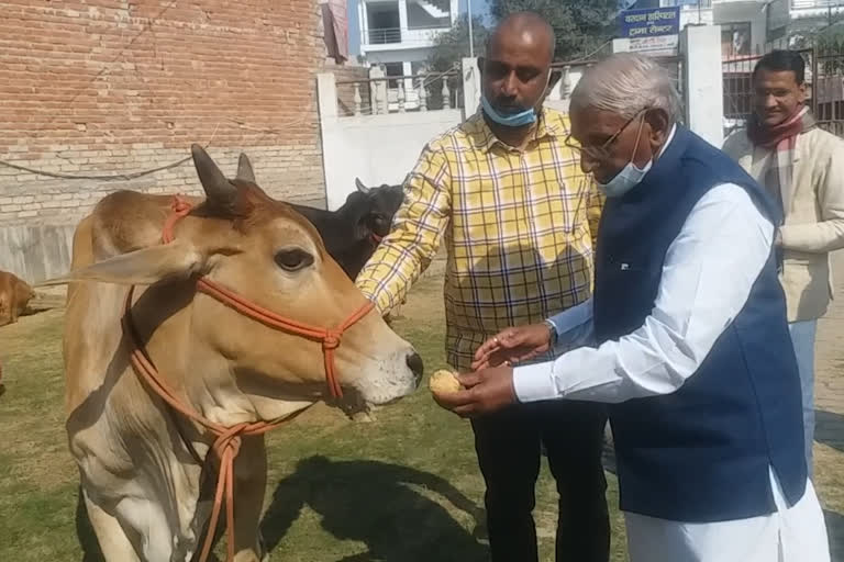 यूपी गो सेवा आयोग के अध्यक्ष ने गोशाला का किया निरीक्षण