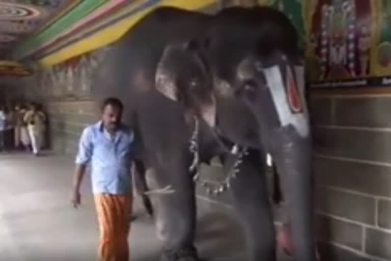 srivilliputhur-sri-andal-temple-elephant-taken-to-special-camp