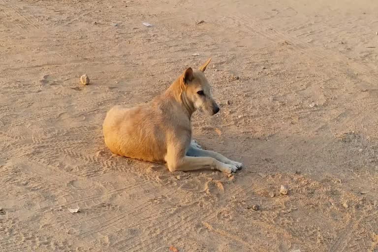 Heavy street dogs in hubli