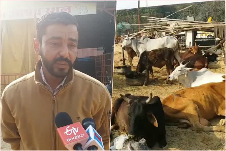 cow treatment Center in sirsa