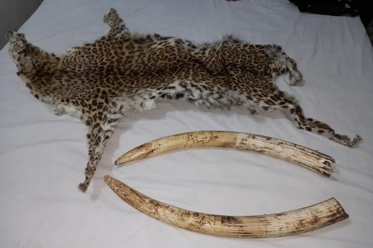 3 held with elephant tusks, leopard skin in Odisha