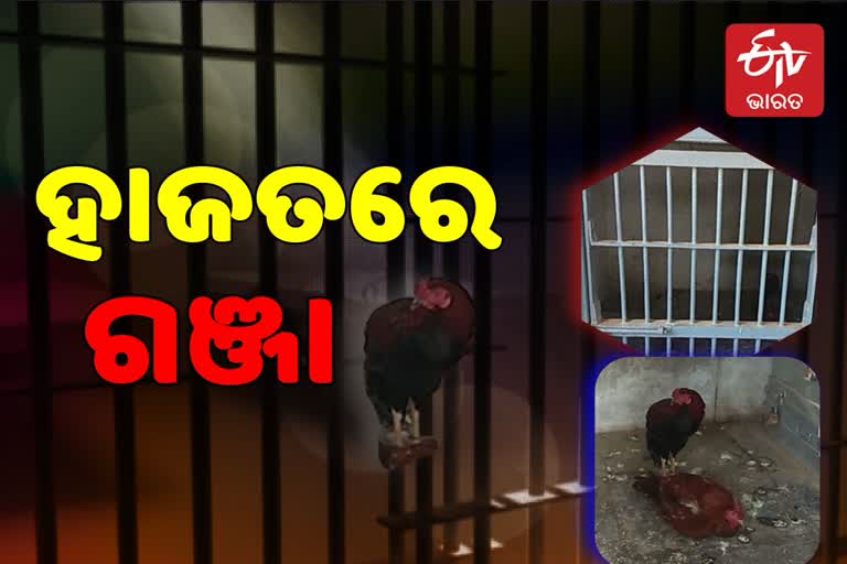 two Hen mudigonda police custody i