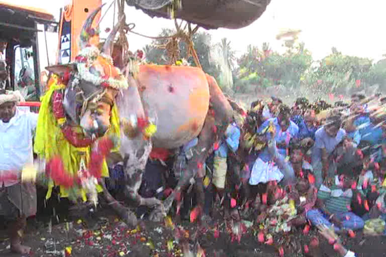 buffalo which known as Ranbennur Tiger was died