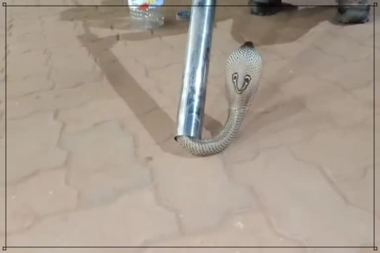 Odisha: A cobra that was stuck inside a steel pipe at a petrol pump in Mayurbhanj