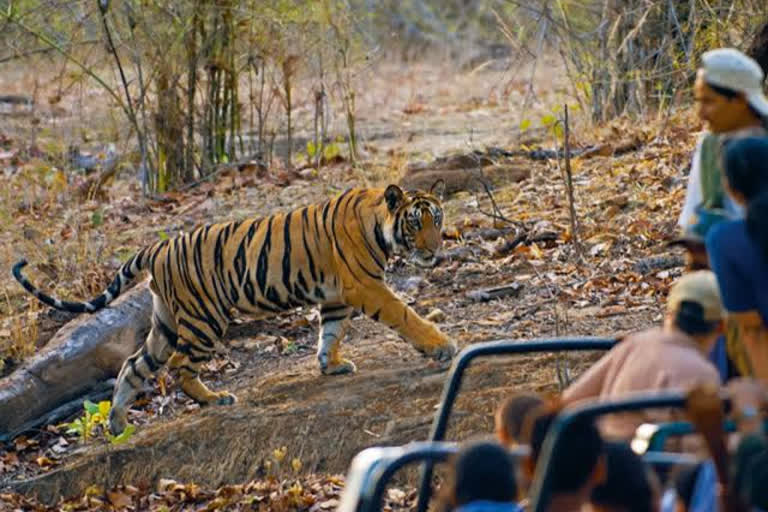 Bandhavgarh National Park