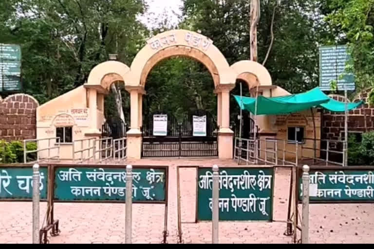 Leopard Baldev has died in Kanan Pendari Zoo