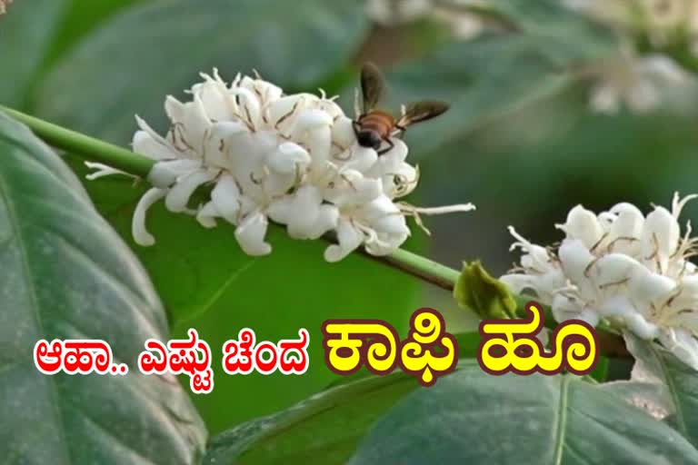 Coffee Flower in chikkamagaluru