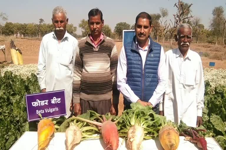 Jodhpur CAZRI, फोडर बीट