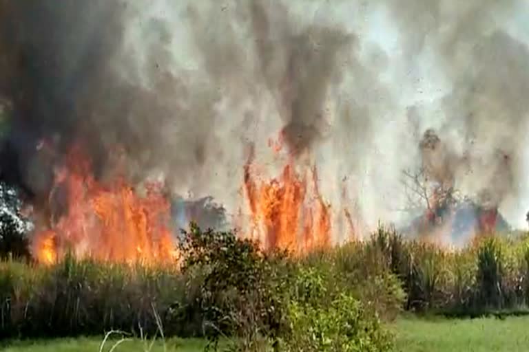 fire in sugarcane field