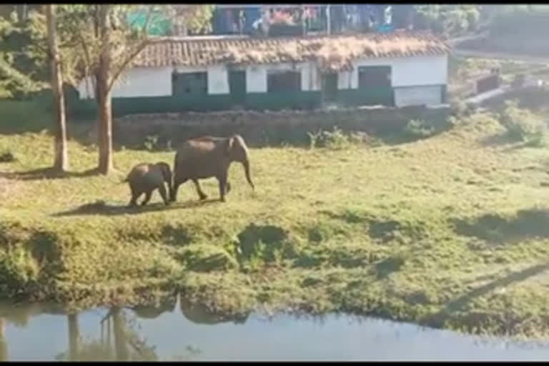 crores-given-to-prevent-wild-animal-attack-unutilized-by-the-forest-department-in-idukki