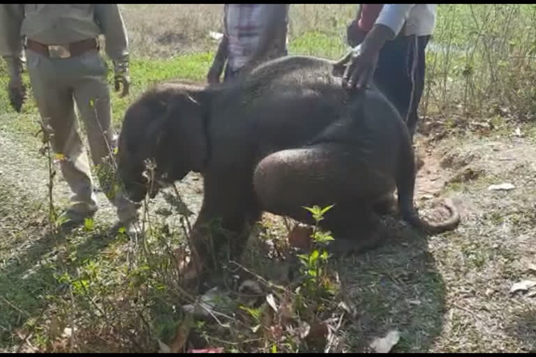 কলিয়াবৰত উদ্ধাৰ এমহীয়া হাতী পোৱালি