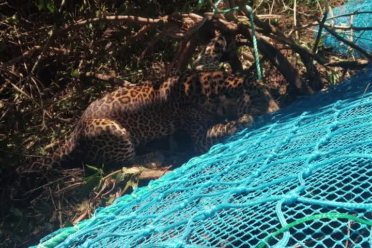 idukki Trapped leopard  idukki news  ഇടുക്കി വാര്‍ത്തകള്‍  പുലി കുടുങ്ങി  തേയില തോട്ടം