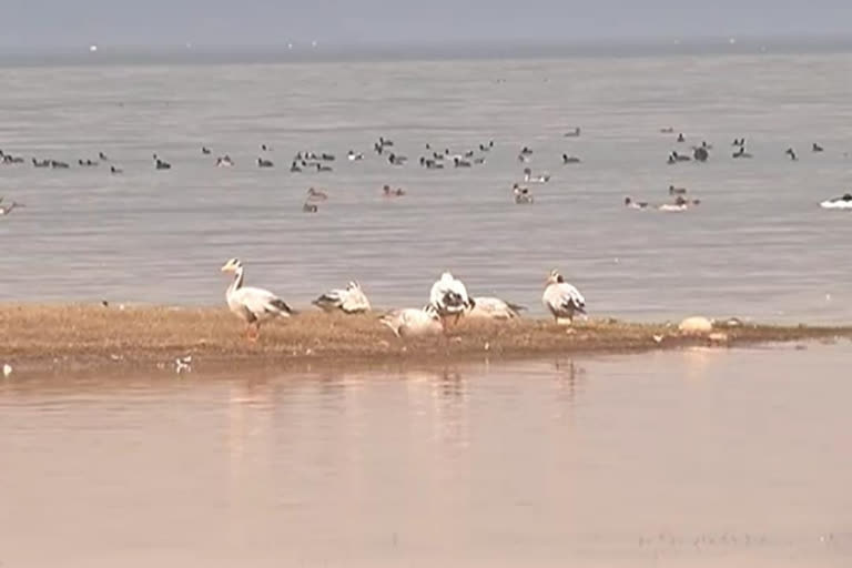 Ban on Pong Dam lifted due to the death of foreign birds