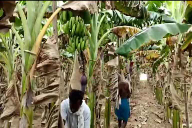 monkeys-roaring-near-talawadi-banana-yield-damage