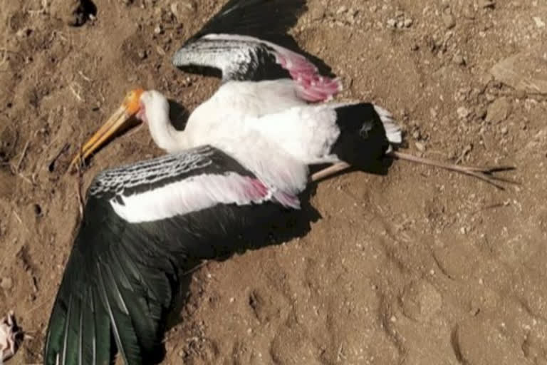 स्थलांतरित पक्ष्याचा संशयास्पद मृत्यू; बर्ड फ्ल्यूची भीती