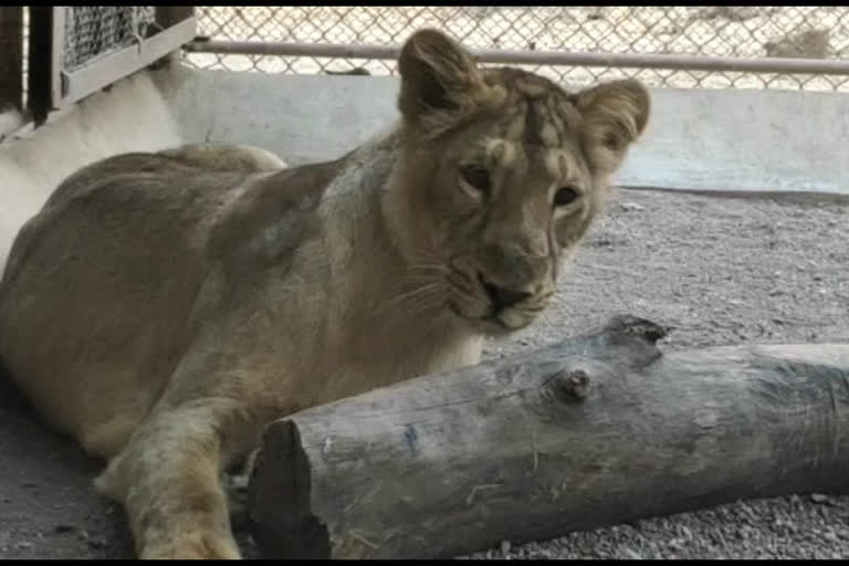 Asiatic lioness to be relocated to Nahargarh bio park