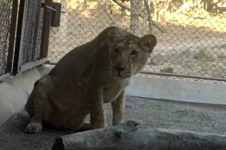 Lioness brought from Junagadh to Jaipur's Naragada