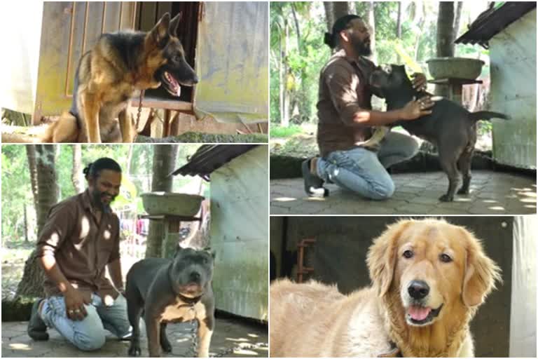 retired-soldier-dog-love-he-fostered-rare-breed-dogs-at-home