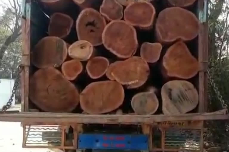 wood seized in Chaibasa