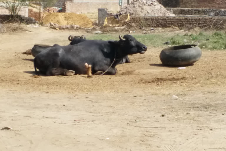 nuh animal husbandry department runs mouth cracking throat vaccination campaign