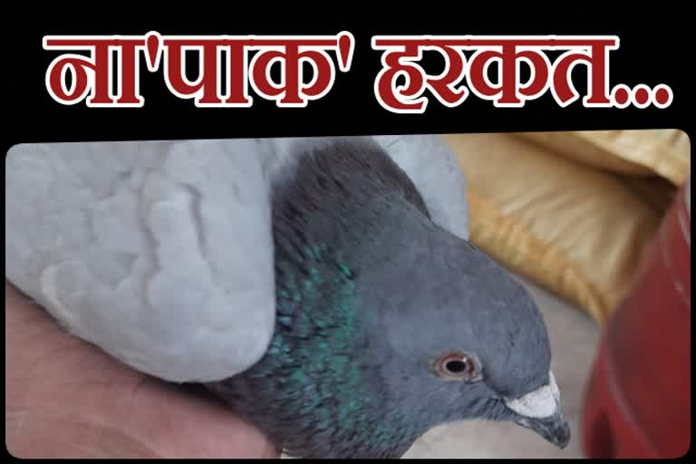 bsf jawans caught the pigeon