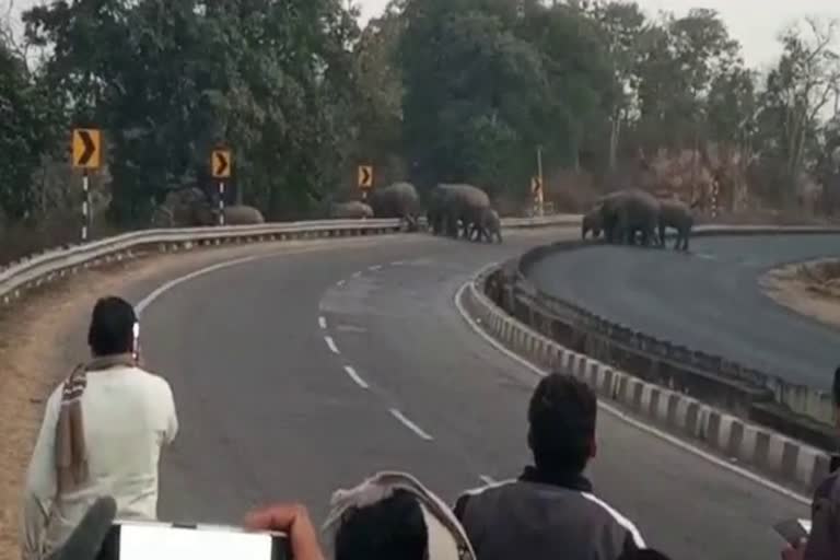 herd of elephants roaming hazaribag ranchi highway