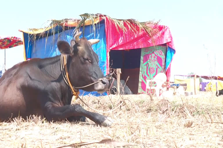 खेत में निवास करता है यह गांव