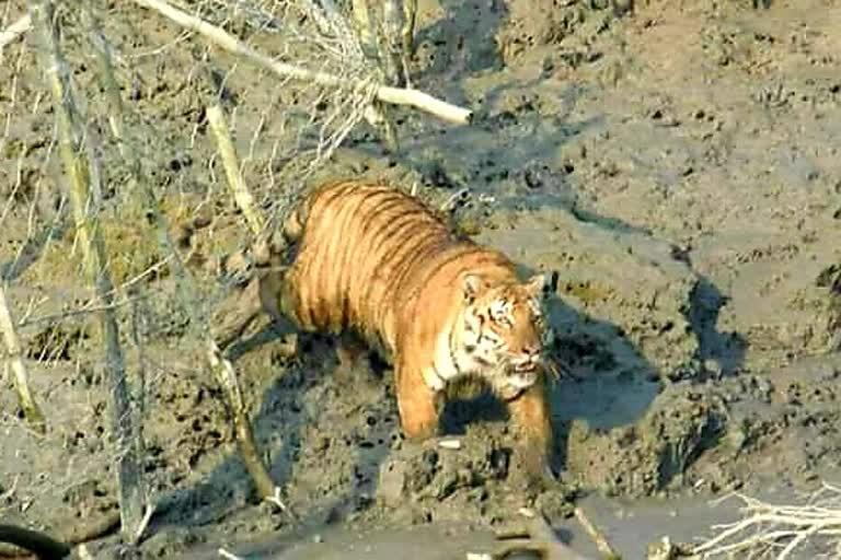 Tiger at Hingalganj