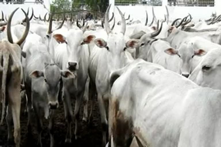 Number of livestock in the state