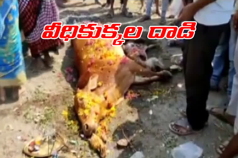 Cow, calf dead and Traditional funeral by  ranadive nagar colony people in adilabad