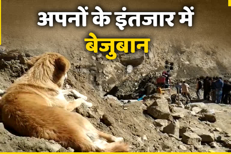 story-of-dog-in-raini-village-disaster