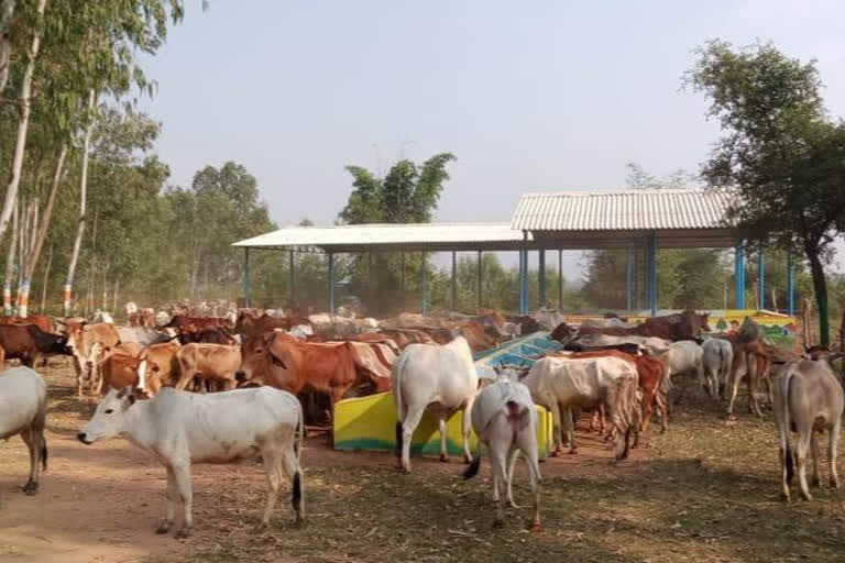 women-of-dantewada-becoming-atmanirbhar-through-animal-sakhi-scheme