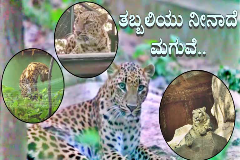 Assam orphan leopard cubs looking for permanent home