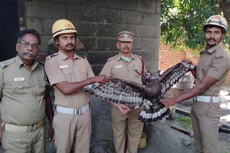 Eagle rescued in kanniyakumari