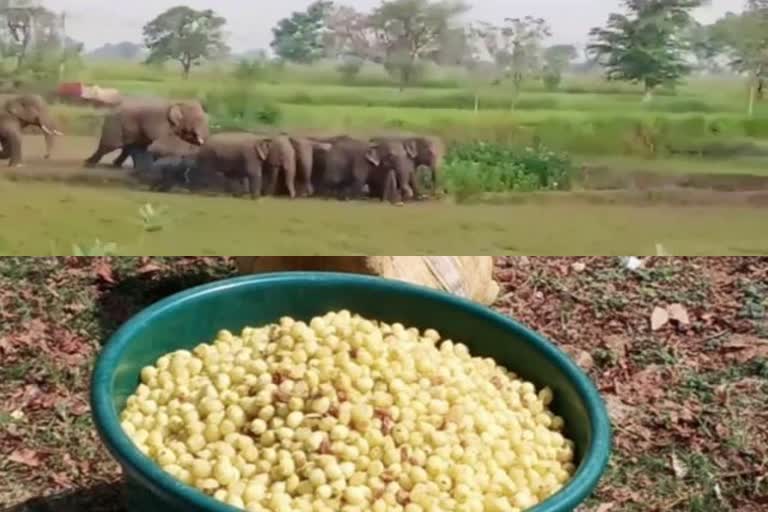 in villages-of-dhamtari-making-of-mahua-liquor-has-stopped-due-to-fear-of-elephants