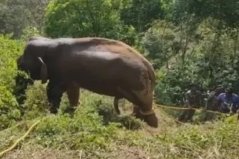 shankar elephant