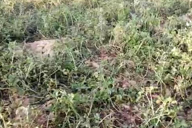 pig problem in dharmapuri pennagaram farming lands