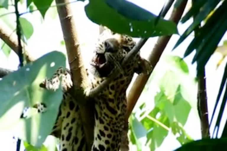 the-forest-department-successfully-caught-leopard-in-dakshina-kannada