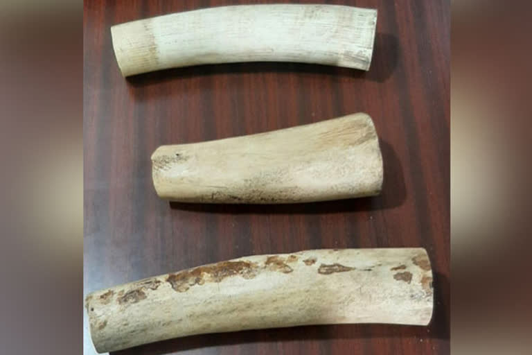 elephant tusks seized jaipur  ആനക്കൊമ്പുകളുമായി മൂന്ന് പേർ പിടിയിൽ  Elephant tusks seized  3 held in Jaipur