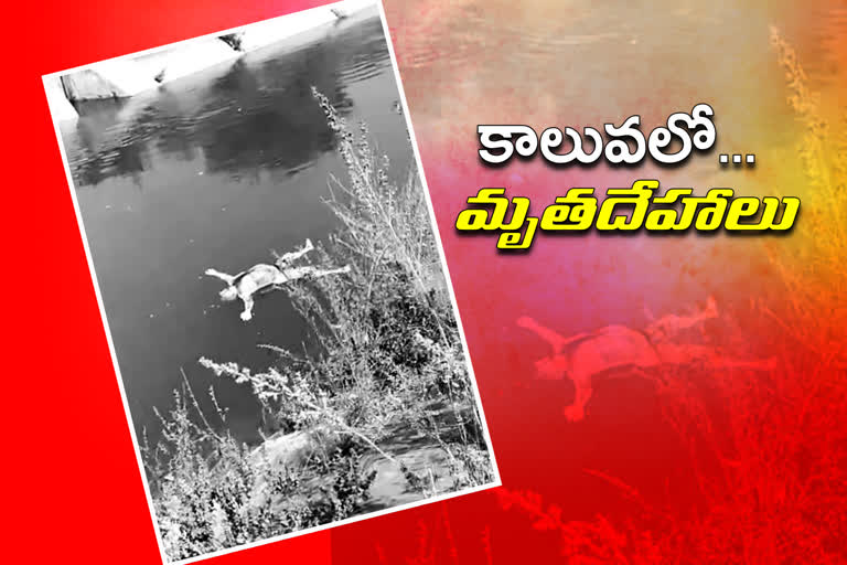 dead bodies in srsp river at utti tanda