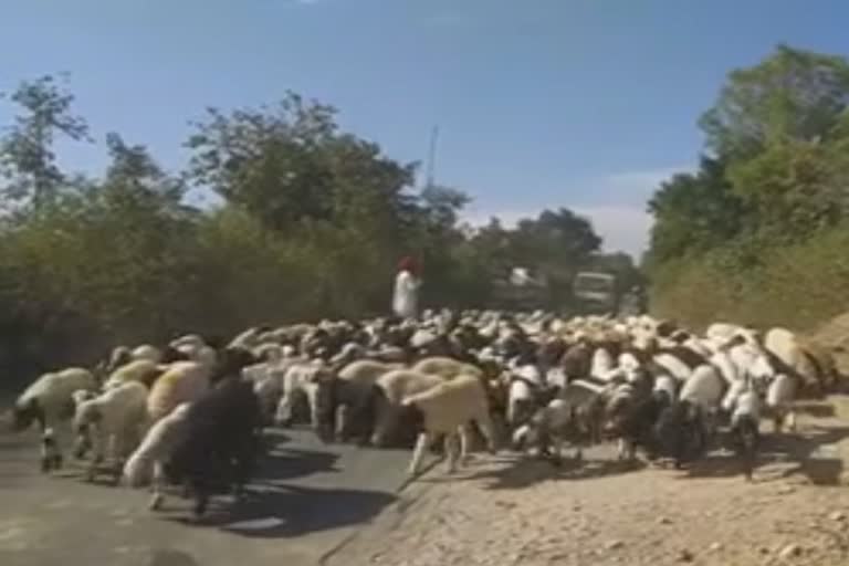 Shepherds took sheep towards Malwa