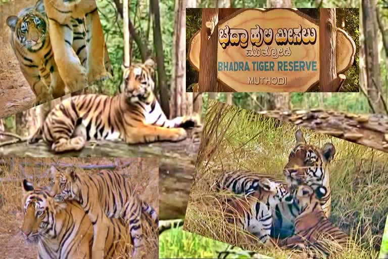 Number of tigers in Karnataka