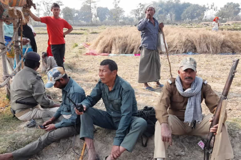 बेतिया में बाघ का कहर