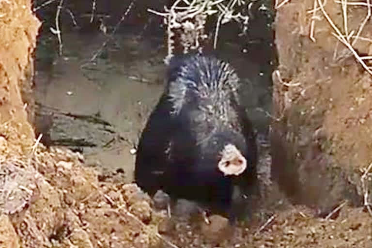 pig fell in well