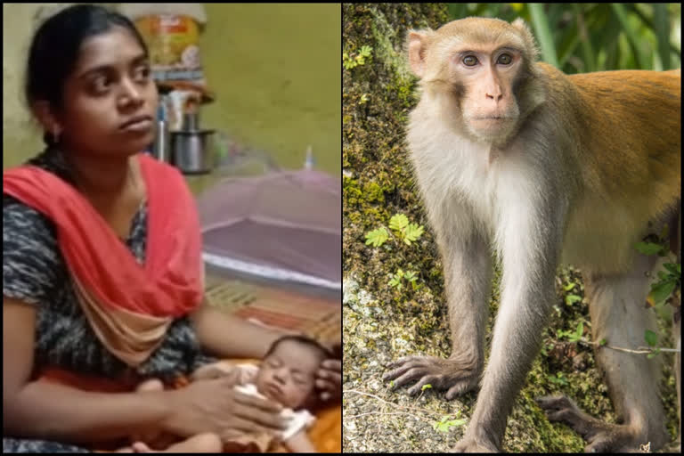 Shocking! Monkey lifts two new born baby from house: one dead and other recovered